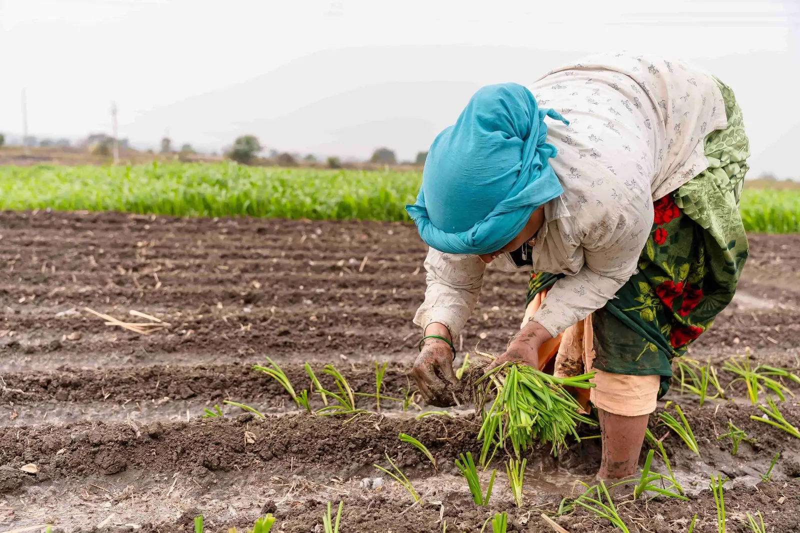 Indian Agriculture